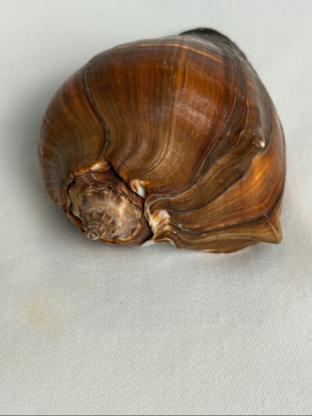 20pc Boutique Natural Shell Collection - Excellent Condition - Picture 11 of 14